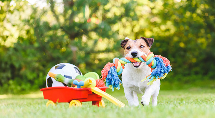 Dog with trolley filled with different types of dog toys