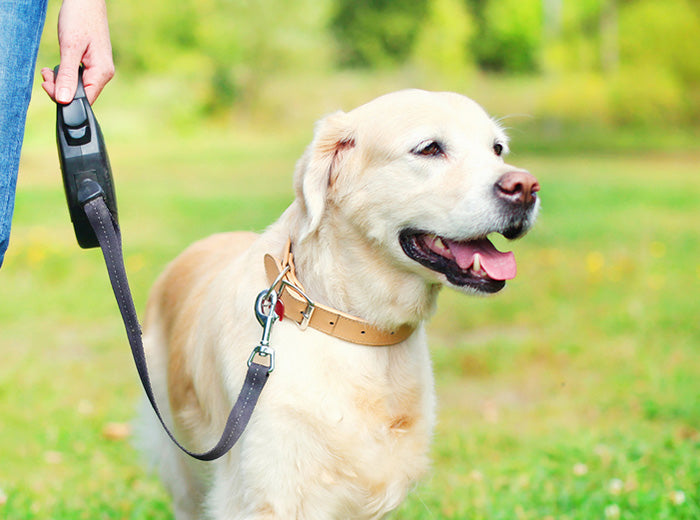 Walking dog with retractable lead