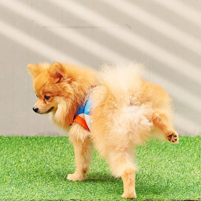 Dog having a wee on grass