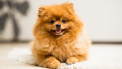 Small dog living in apartment 
