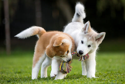 Puppies playing on grass with dog toy product