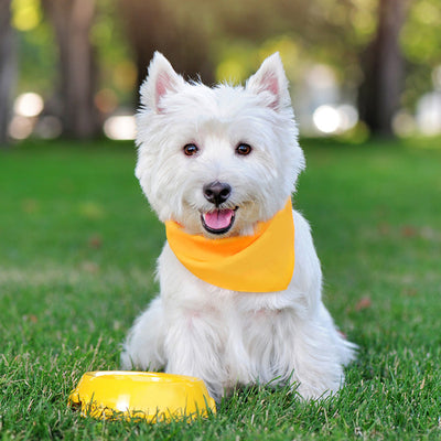Cute dog with matching yellow bowel and bandana