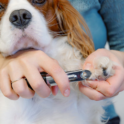 Dog having nails trimmed with care