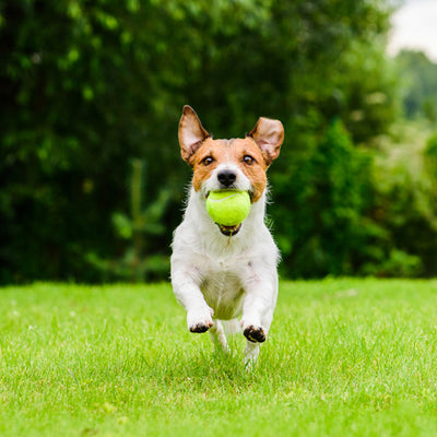 A dog running with its favourite dog toy, a ball.