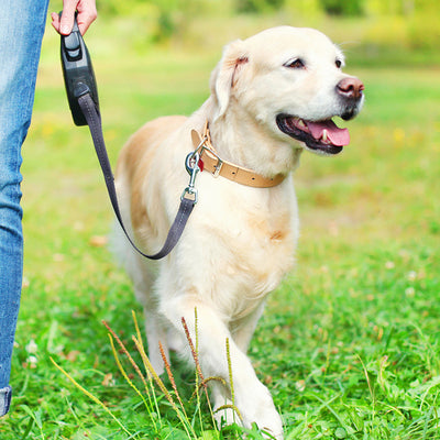 A dog enjoying a beautiful walk through the field