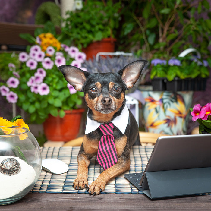 Dog wearing a tie sitting on a desk with plants and a laptop in the background