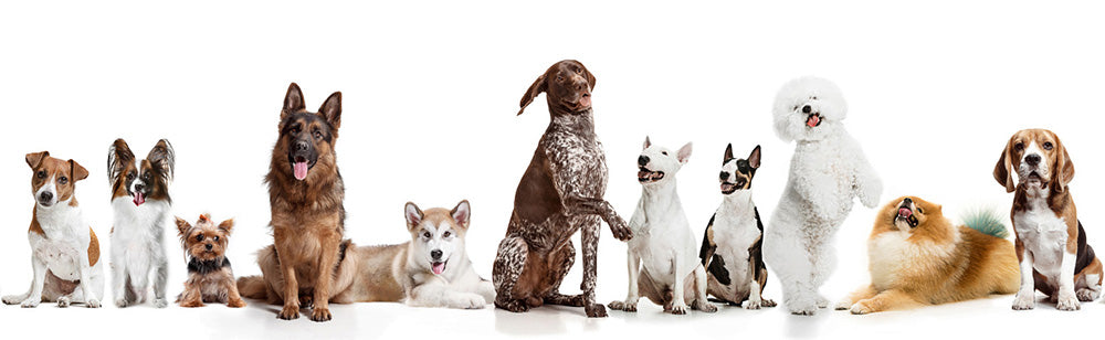 Row of dogs of various breeds and sizes on a white background