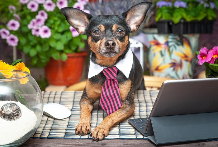 A dog dressed in office wear next to a laptop