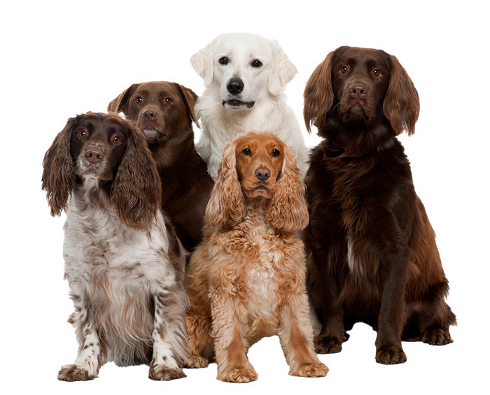 A bunch of cute dogs