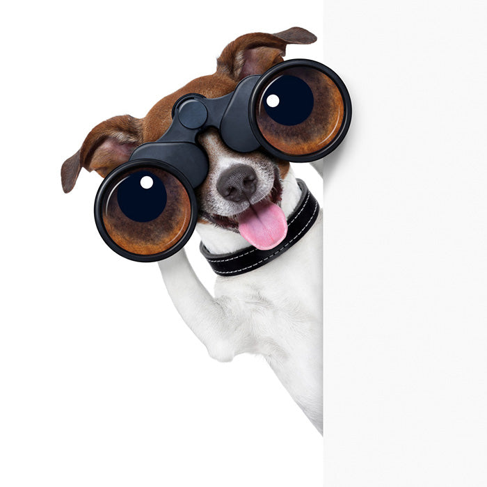 Funny dog with binoculars 